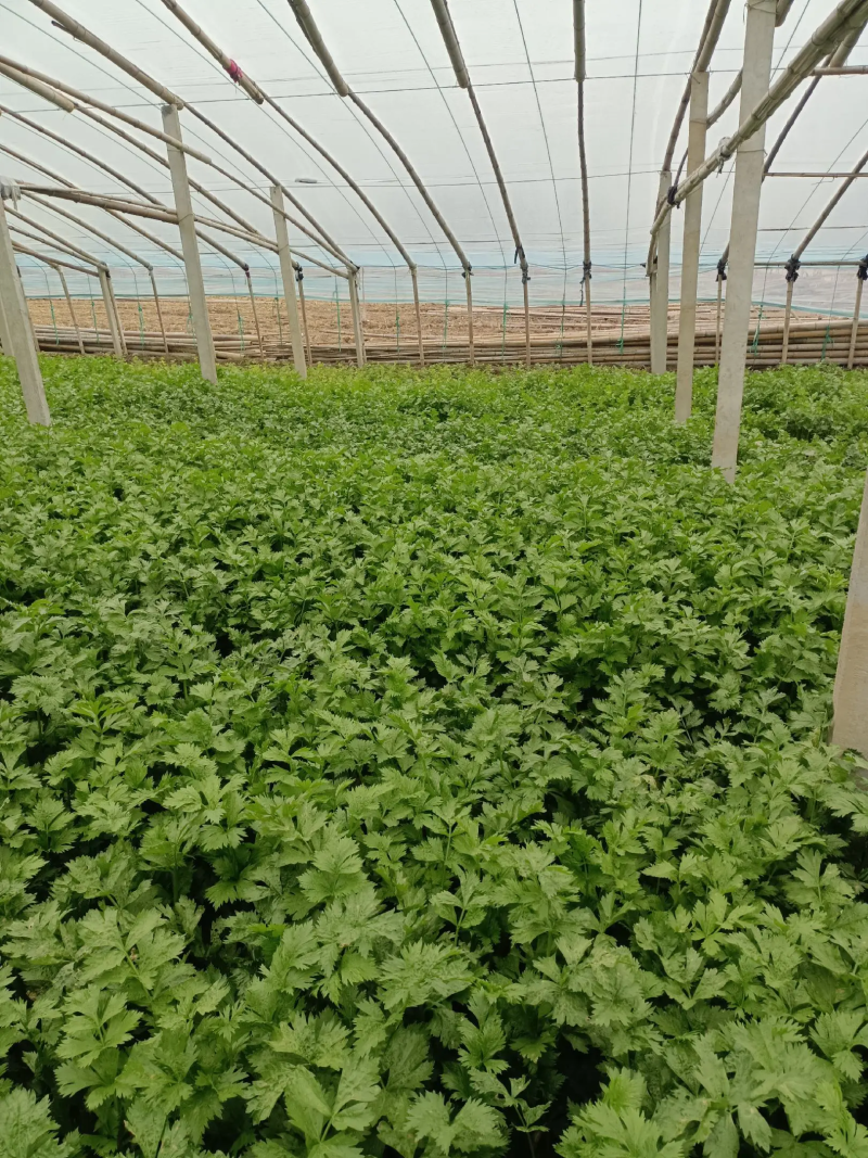 【精品】西芹大棚陆地质量保证全国发货规格齐全欢迎联系