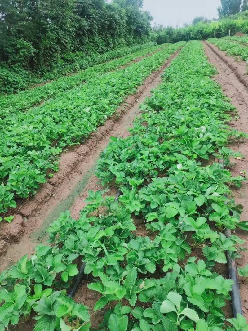 山东优质香野（隋珠），甜宝草莓苗品种齐全优质欢迎来电咨询