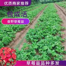山东优质香野（隋珠），甜宝草莓苗品种齐全优质欢迎来电咨询