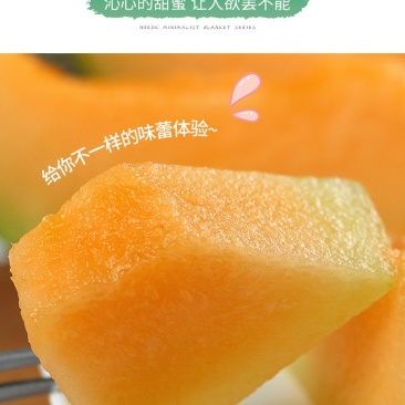 海南省哈密瓜晓蜜25号新鲜上市量大从优欢迎选购