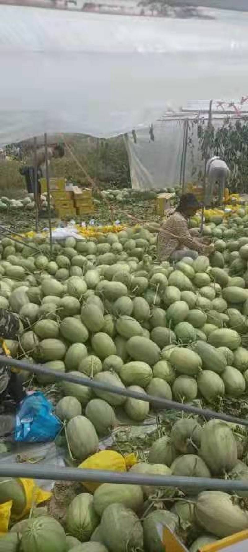 海南省哈密瓜晓蜜25号新鲜上市量大从优欢迎选购