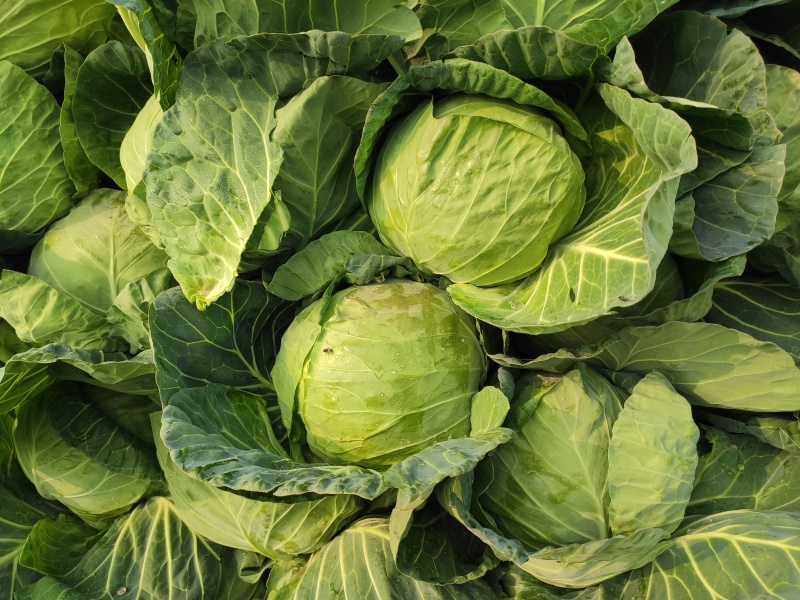 绿甘蓝包菜卷心菜圆包菜新鲜包菜产地直发支持视频看货
