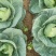 绿甘蓝包菜卷心菜圆包菜新鲜包菜产地直发支持视频看货