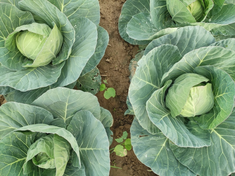 绿甘蓝包菜卷心菜圆包菜新鲜包菜产地直发支持视频看货