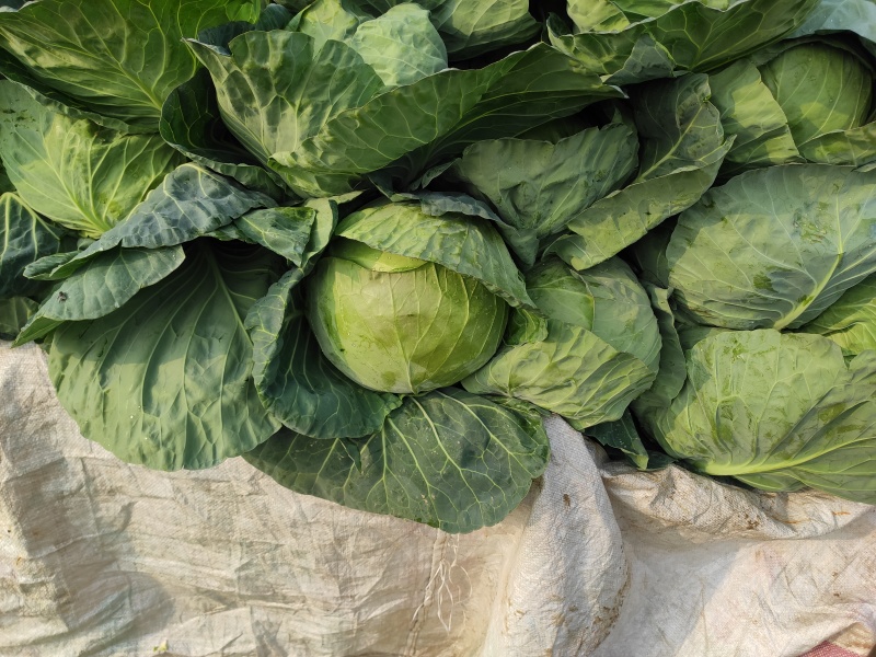 绿甘蓝包菜卷心菜圆包菜新鲜包菜产地直发支持视频看货