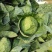 绿甘蓝包菜卷心菜圆包菜新鲜包菜产地直发支持视频看货