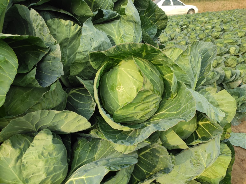 绿甘蓝包菜卷心菜圆包菜新鲜包菜产地直发支持视频看货
