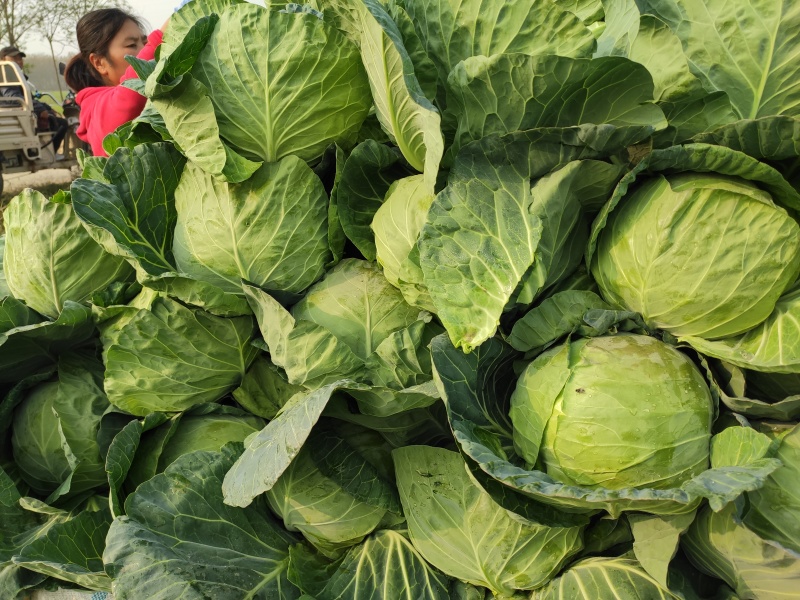 绿甘蓝包菜卷心菜圆包菜新鲜包菜产地直发支持视频看货
