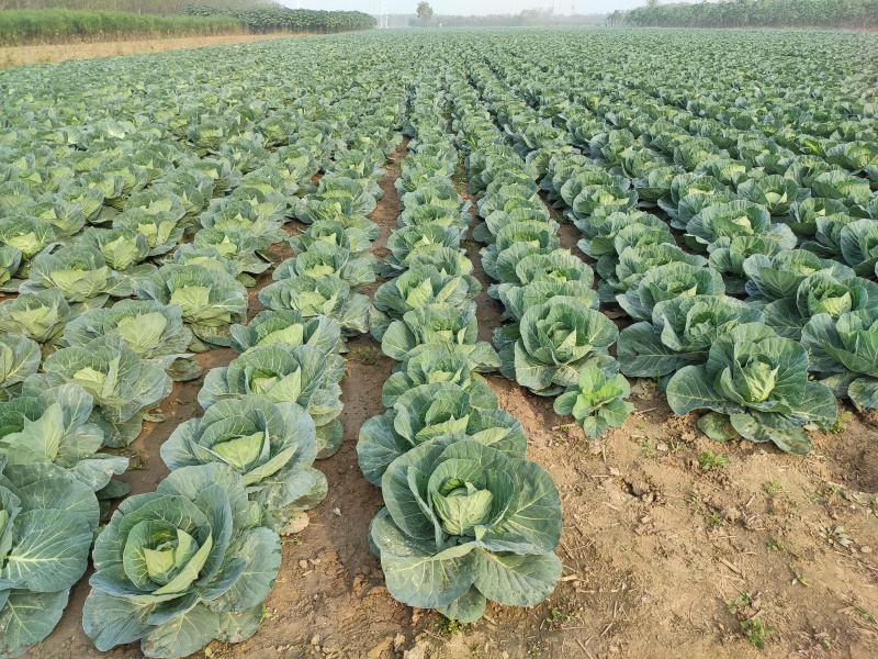 绿甘蓝包菜卷心菜圆包菜新鲜包菜产地直发支持视频看货