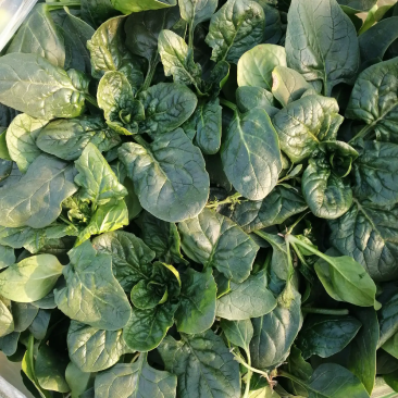 菠菜大量上市，产地直发全国各地市场，诚信经营欢迎新老客