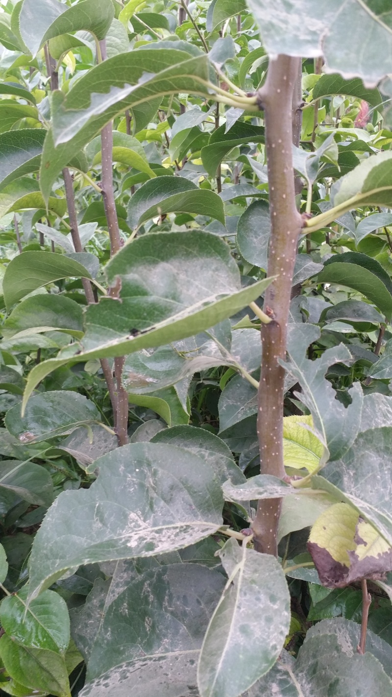 梨树苗秋月梨树苗晚秋黄梨树苗沙梨树苗黄金梨树苗