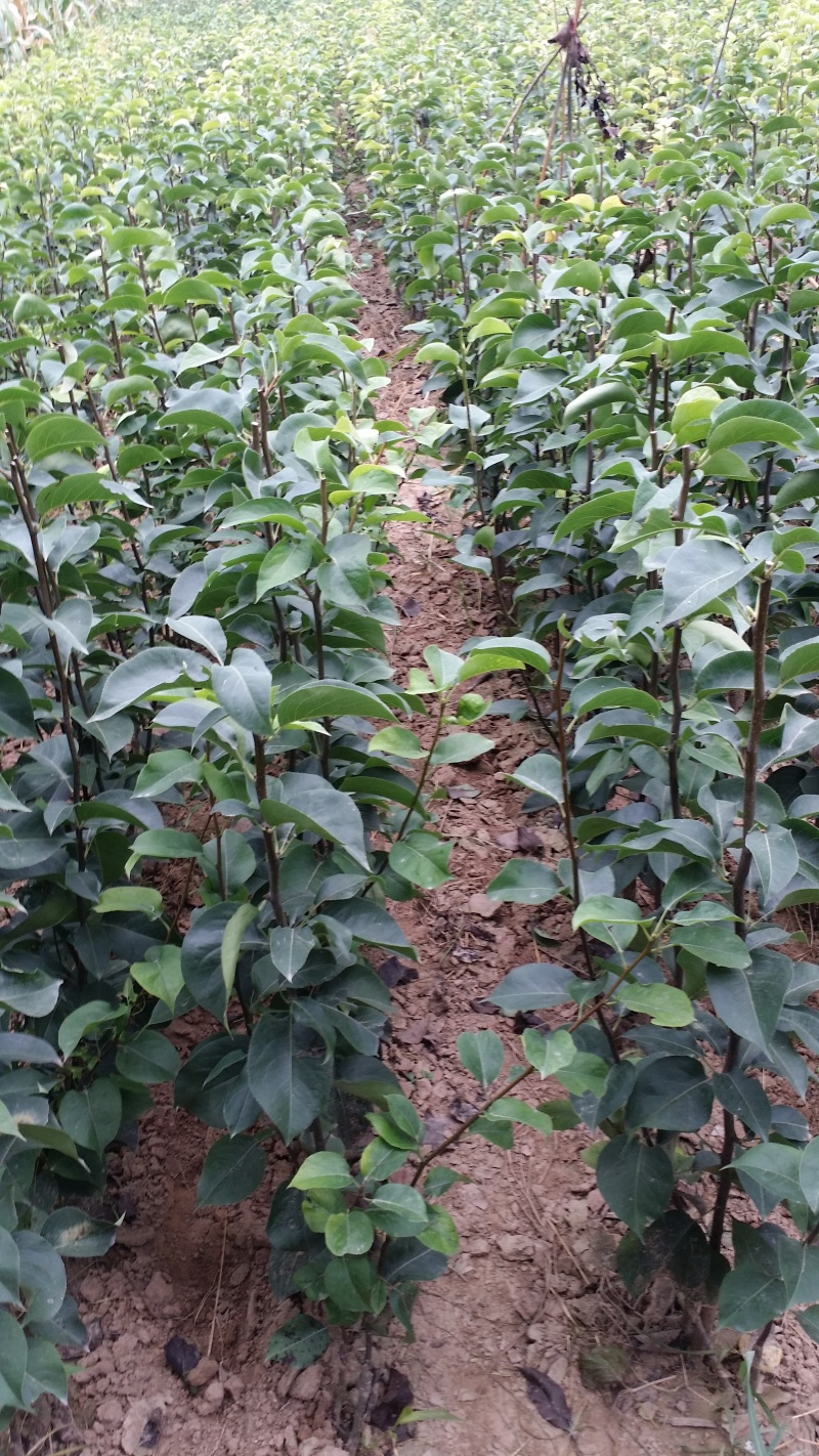 梨树苗秋月梨树苗晚秋黄梨树苗沙梨树苗黄金梨树苗