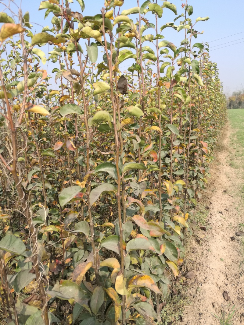 梨树苗秋月梨树苗晚秋黄梨树苗沙梨树苗黄金梨树苗