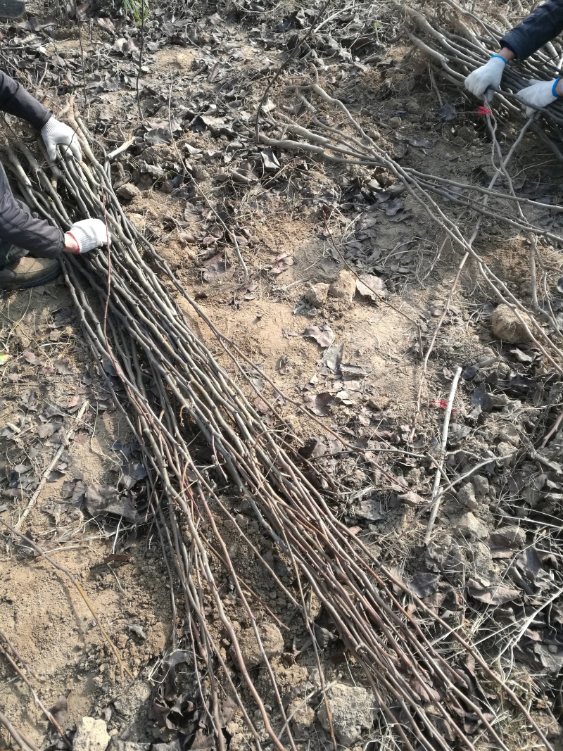 梨树苗秋月梨树苗晚秋黄梨树苗沙梨树苗黄金梨树苗