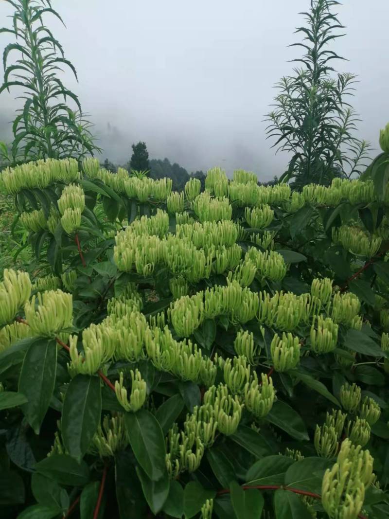 湘蕾五号金银花，又号称金翠蕾，渝蕾一号产地直销省工产量高