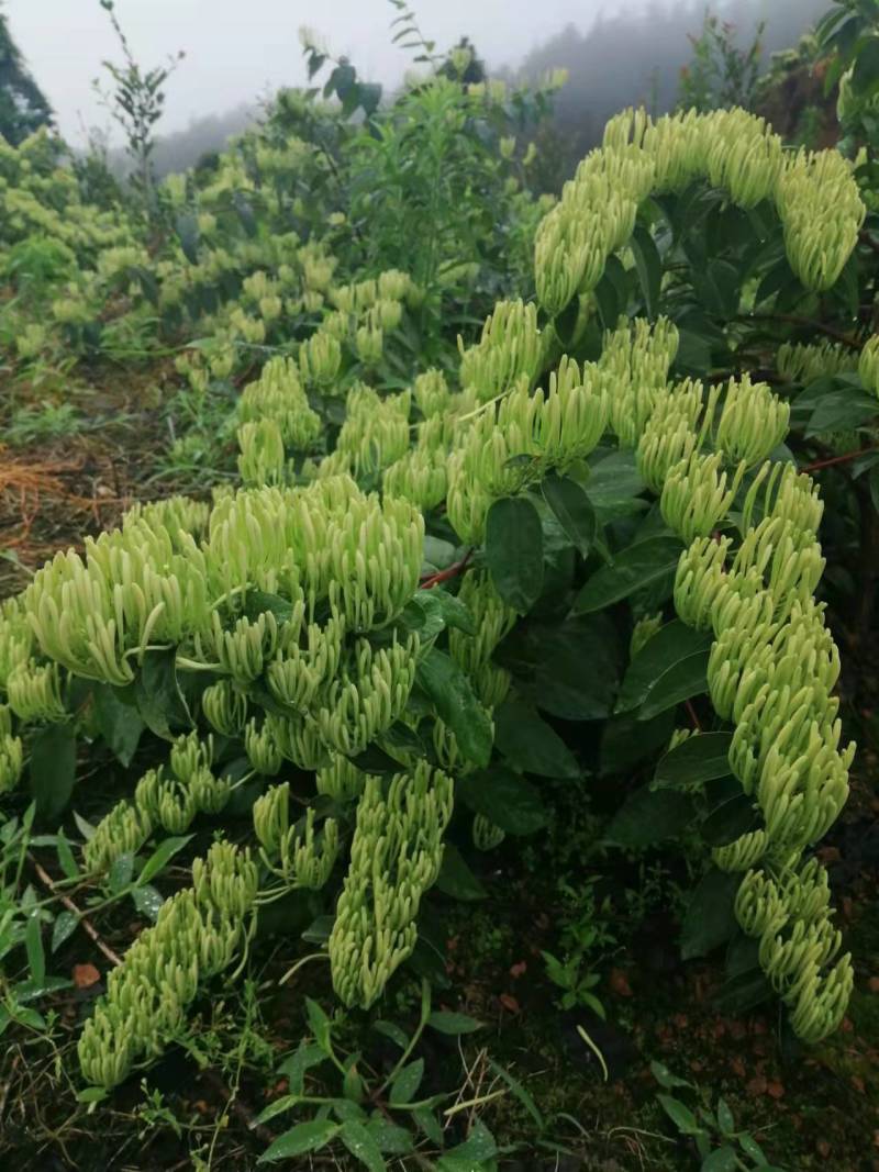 湘蕾五号金银花，又号称金翠蕾，渝蕾一号产地直销省工产量高