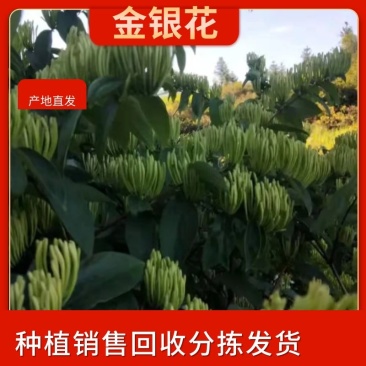 湘蕾五号金银花，又号称金翠蕾，渝蕾一号产地直销省工产量高