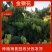 湘蕾五号金银花，又号称金翠蕾，渝蕾一号产地直销省工产量高