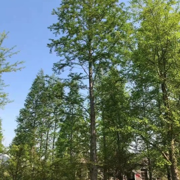 水杉规格齐全大小都有价格便宜一手货源欢迎采购