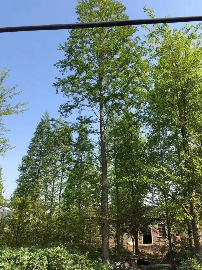 水杉规格齐全大小都有价格便宜一手货源欢迎采购