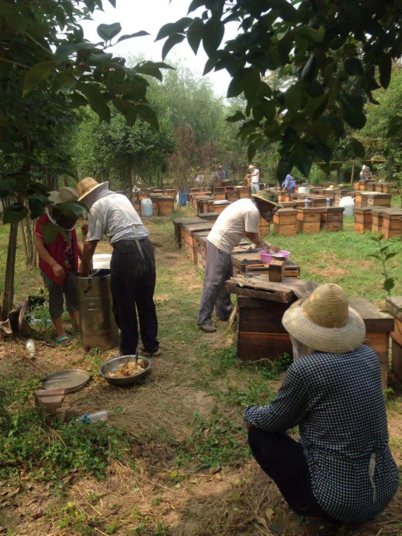 纯正农家自产荔枝蜜龙眼蜜天然土蜂蜜正宗液态无添加新鲜