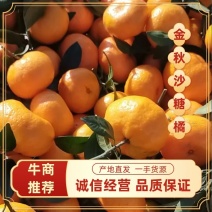 【金秋沙糖桔主，，棉桔。，特早密桔，，八月桔！