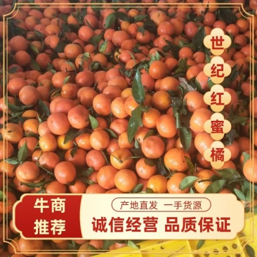 【东方红红蜜橘】广西桂林全州主产地直供，量大从优来电优惠