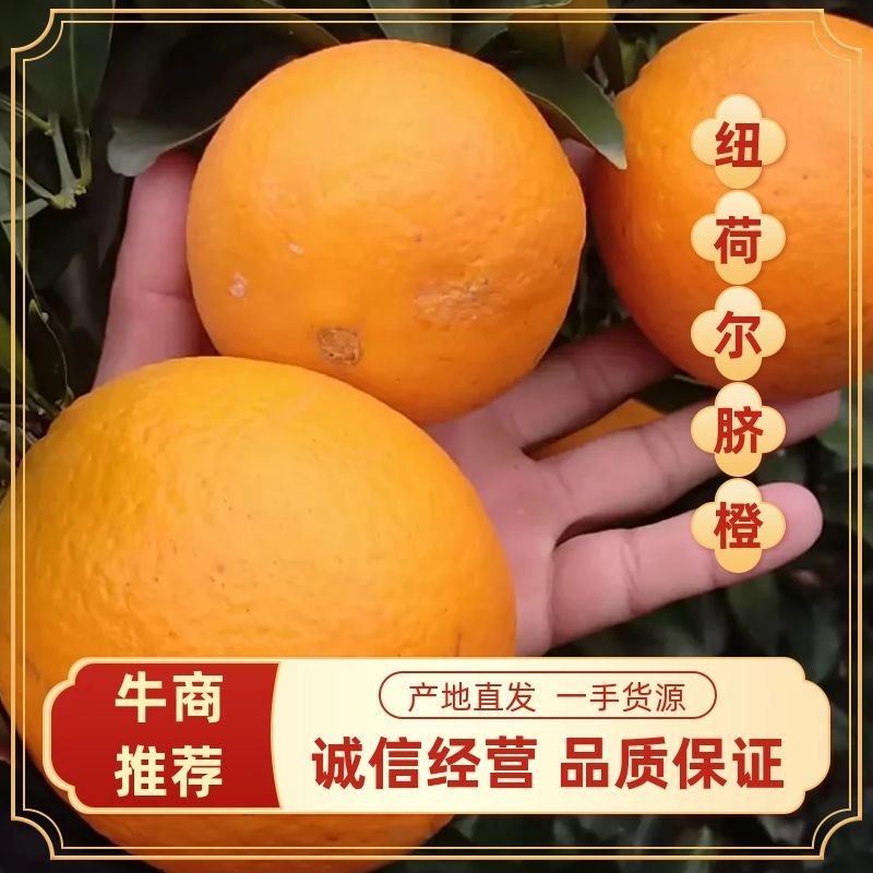 纽荷尔脐橙产地真供本地区大量种植产量大