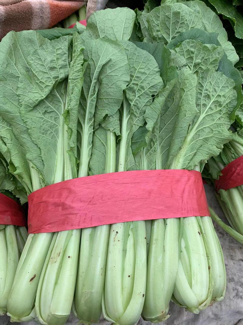 河北邯郸精品小白菜25公分左右可供各种蔬菜