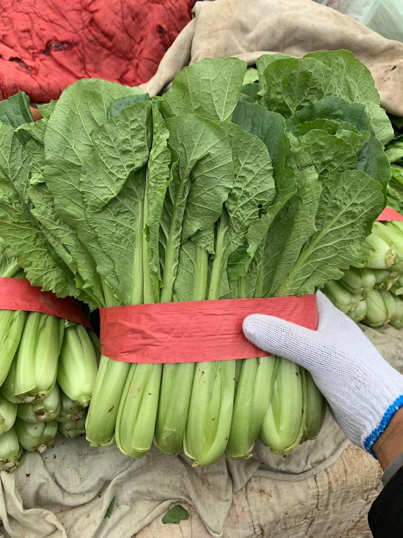 河北邯郸精品小白菜25公分左右可供各种蔬菜