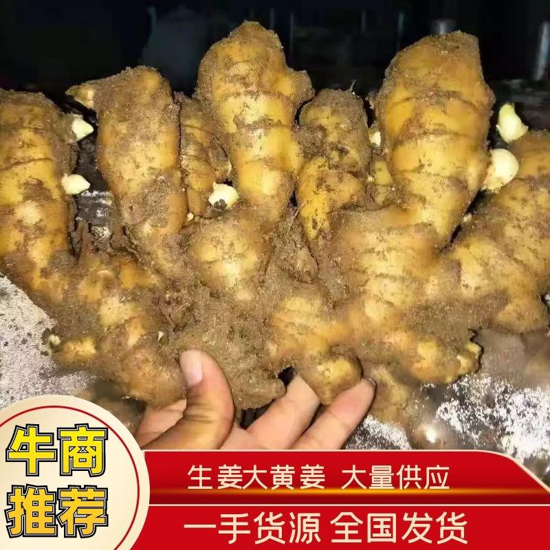 【牛商推荐】山东大黄姜生姜大量供应一手货源产地直发