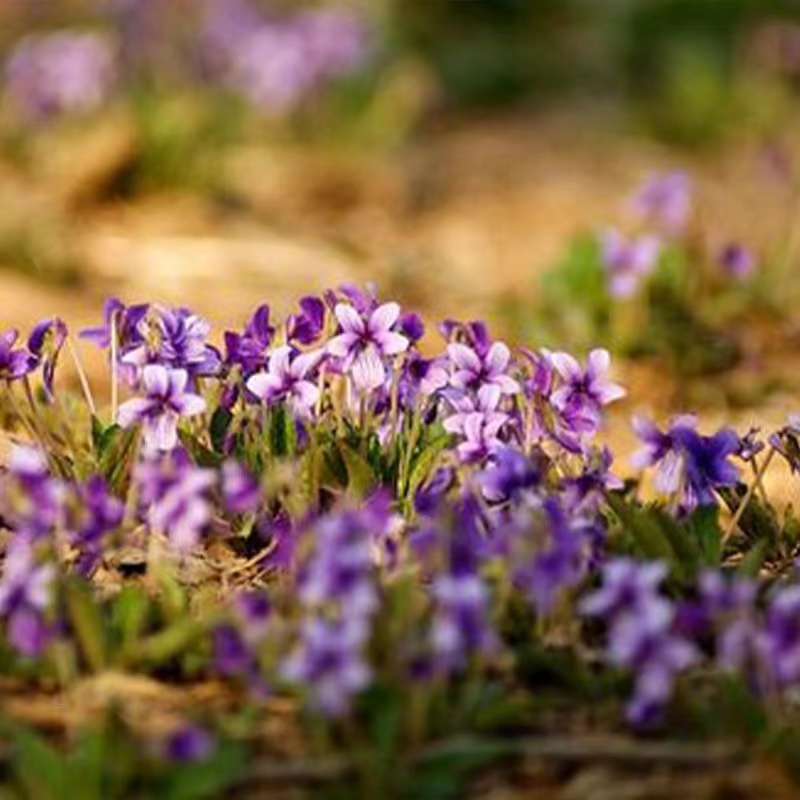 【紫花地丁】紫花地丁种子多年生草本可入中药材种子批发