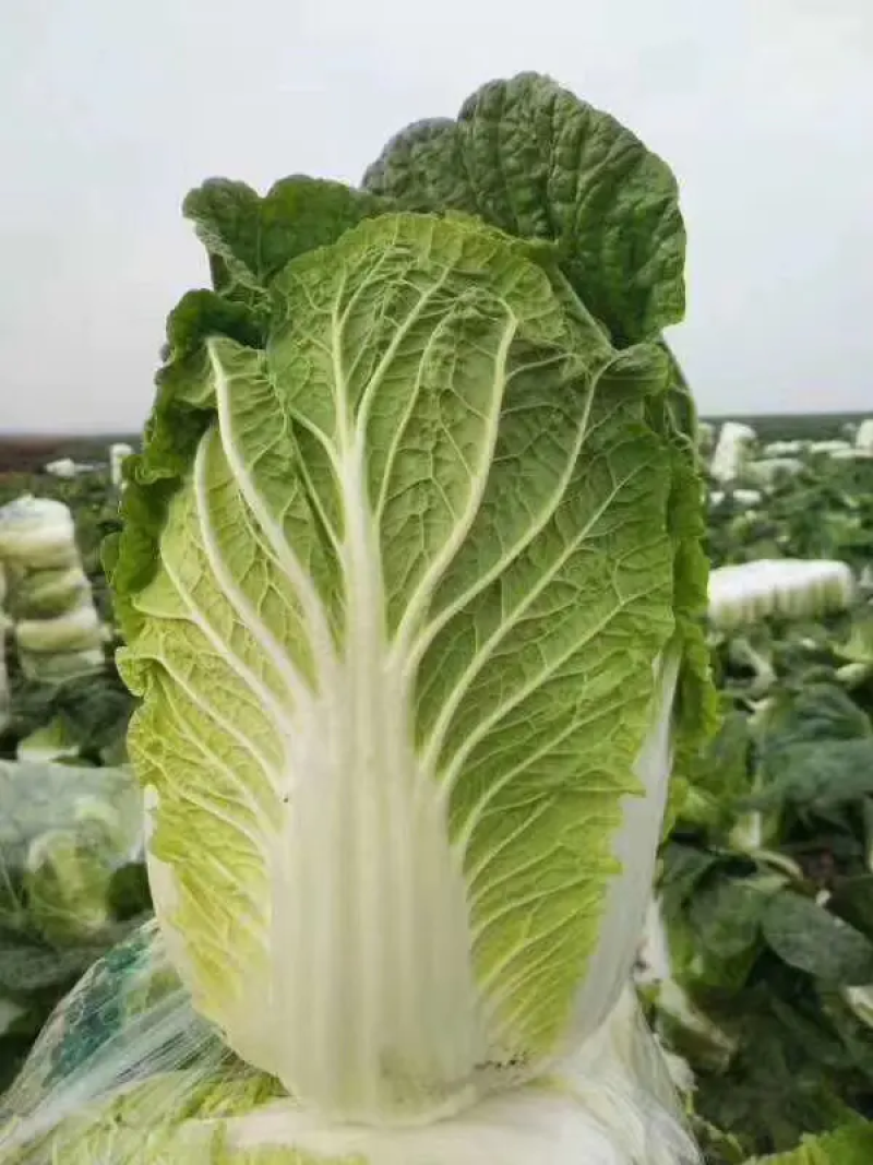 精品白菜大量货源，稳定出货菜农精心采摘，欢迎各界老板下单
