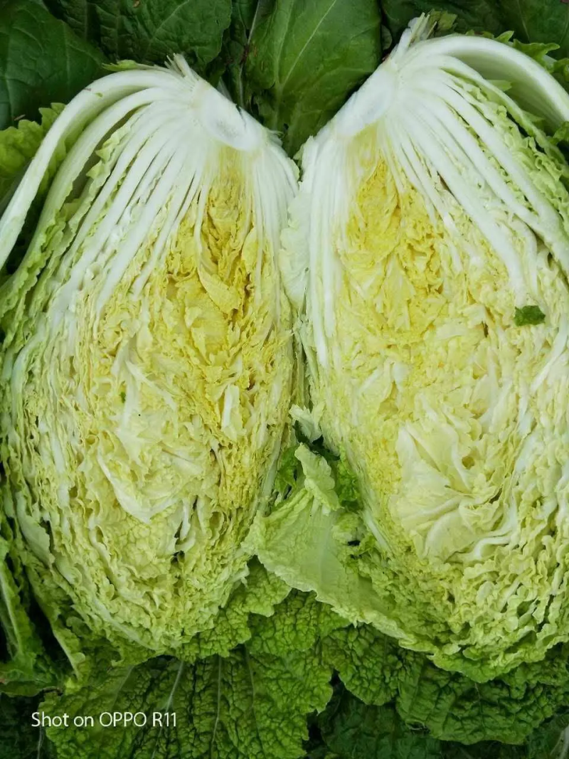 精品白菜大量货源，稳定出货菜农精心采摘，欢迎各界老板下单