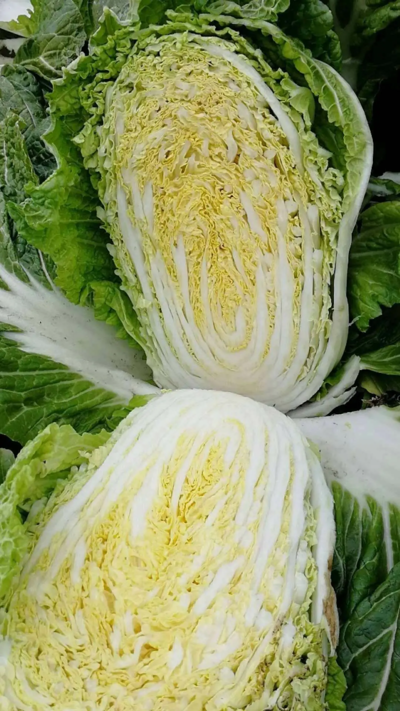 精品白菜大量货源，稳定出货菜农精心采摘，欢迎各界老板下单