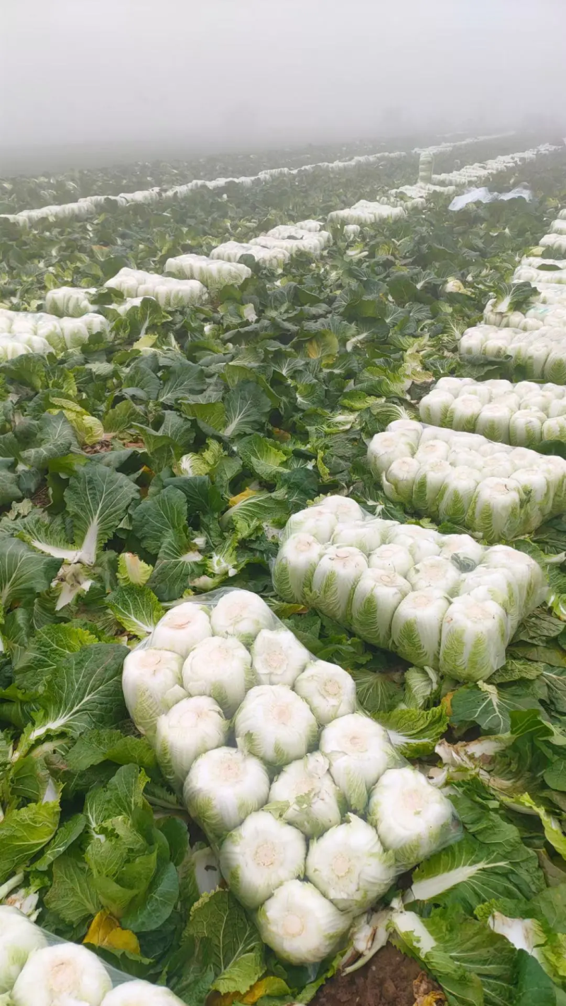 精品白菜大量货源，稳定出货菜农精心采摘，欢迎各界老板下单