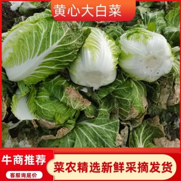 精品白菜大量货源，稳定出货菜农精心采摘，欢迎各界老板下单