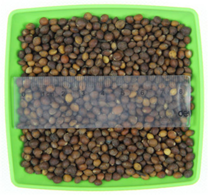 留兰香薄荷种子可食用薄荷种子驱蚊薄荷优质发芽率高