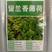 留兰香薄荷种子可食用薄荷种子驱蚊薄荷优质发芽率高