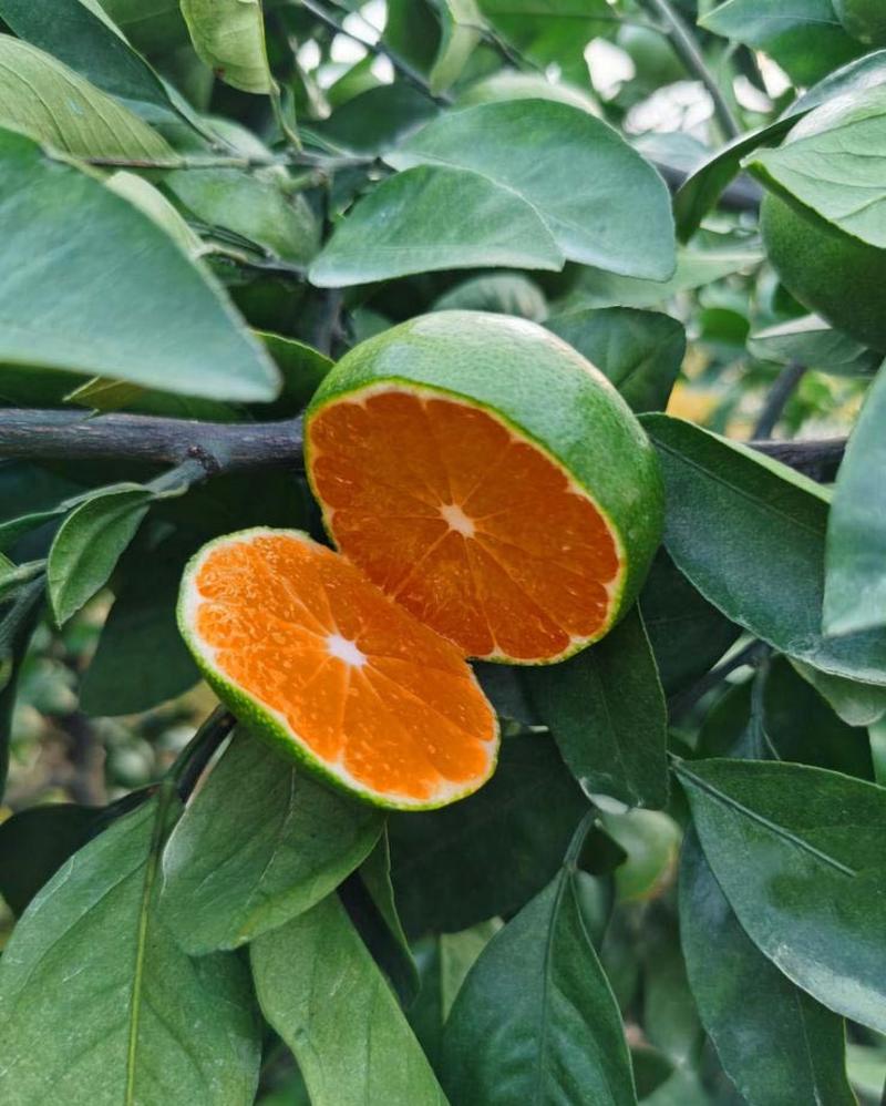 青皮蜜桔苗早熟柑橘苗无核蜜桔子树苗特早青皮蜜橘新品种