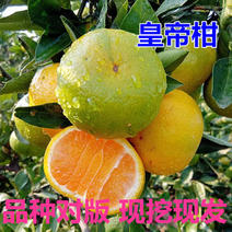 皇帝柑苗台湾茂谷柑苗3月甜柑种植当年挂果新