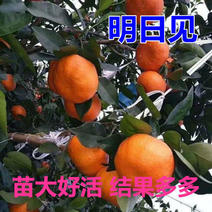 明日见柑橘苗阿斯蜜兴津58号桔子苗爱媛42号苗橘子树