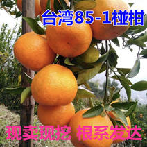 台湾85-1巨型椪柑苗无核椪柑嫁接芦柑桔子树苗当年结