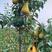 阿巴特梨树苗长颈葫芦形早熟香梨苗西洋梨新品种嫁接梨树苗