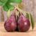 红考密斯梨树苗盆栽地栽南种植当年结果西洋梨苗嫁接红梨