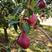 红考密斯梨树苗盆栽地栽南种植当年结果西洋梨苗嫁接红梨