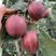 早酥红梨树苗庭院盆栽地栽当年结果嫁接果梨树苗种植
