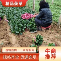 滑县万亩蔬菜批发基地精品菠菜大量上市，货源充足，价格合理