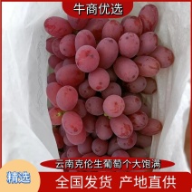 云南大理宾川克伦生葡萄个大饱满皮薄多汁甜度高串形好