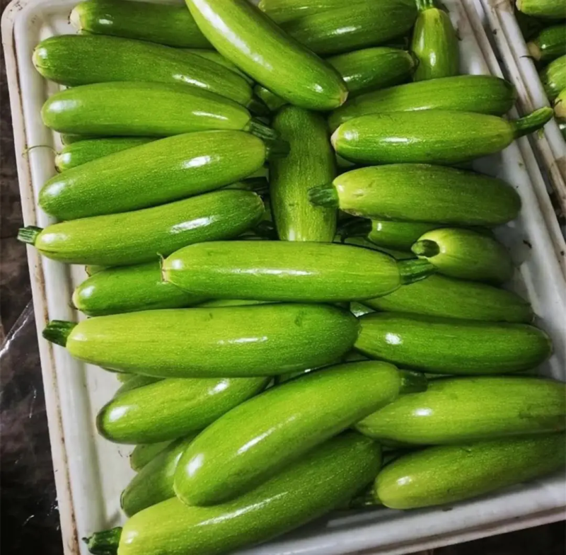 精品绿皮西葫芦（四季）蔬菜、质优价廉、货源充足全国发